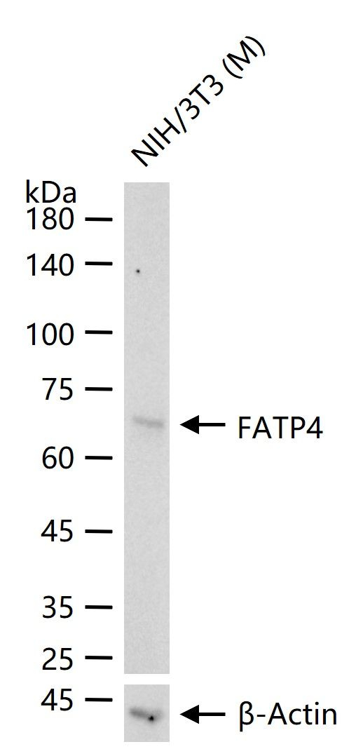 SLC27A4 Antibody in Western Blot (WB)