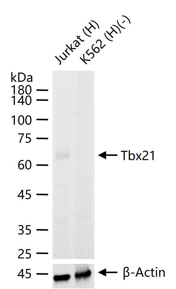T-bet Antibody in Western Blot (WB)