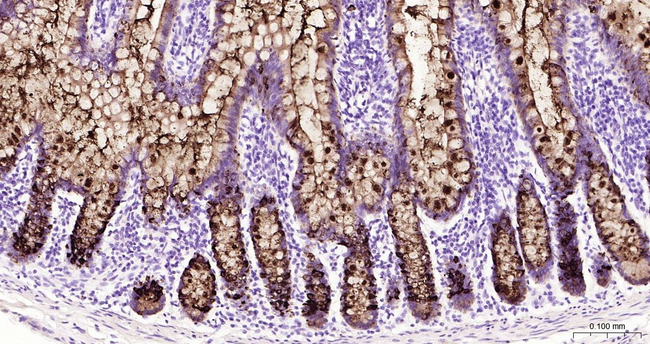TFF3 Antibody in Immunohistochemistry (Paraffin) (IHC (P))