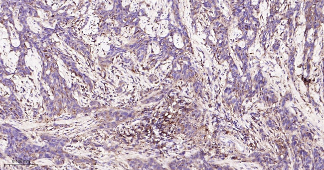 TRAF2 Antibody in Immunohistochemistry (Paraffin) (IHC (P))