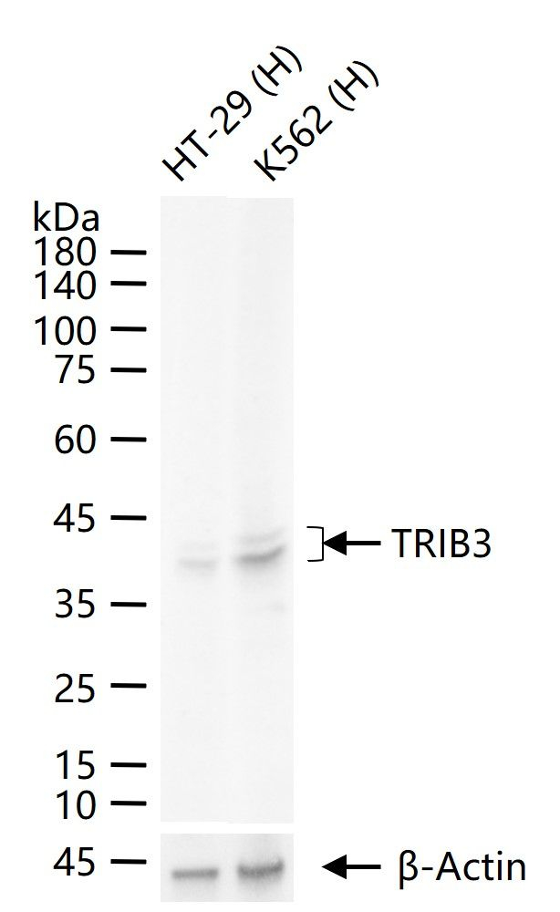TRIB3 Antibody in Western Blot (WB)