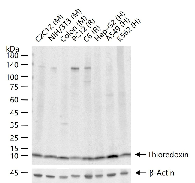 Thioredoxin 1 Antibody in Western Blot (WB)