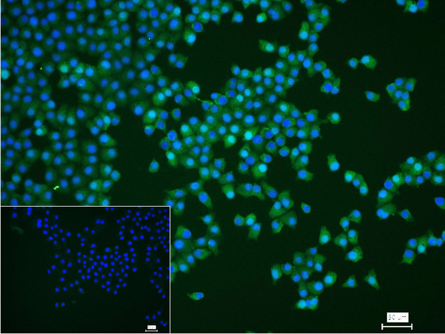 Thioredoxin 1 Antibody in Immunocytochemistry (ICC/IF)