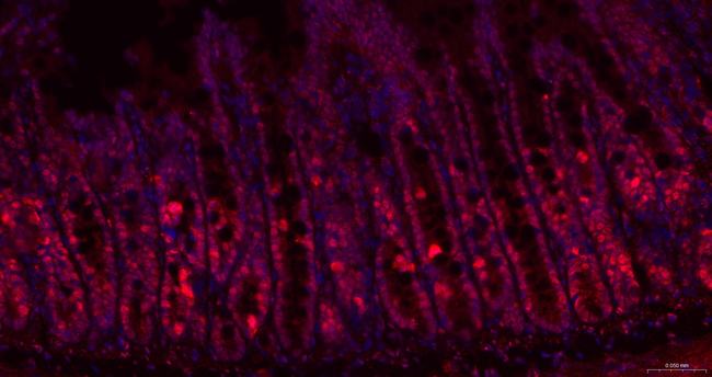 Phospho-UBF-1 (Ser484) Antibody in Immunohistochemistry (Paraffin) (IHC (P))