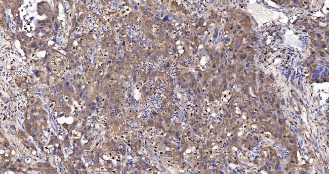 UCHL3 Antibody in Immunohistochemistry (Paraffin) (IHC (P))