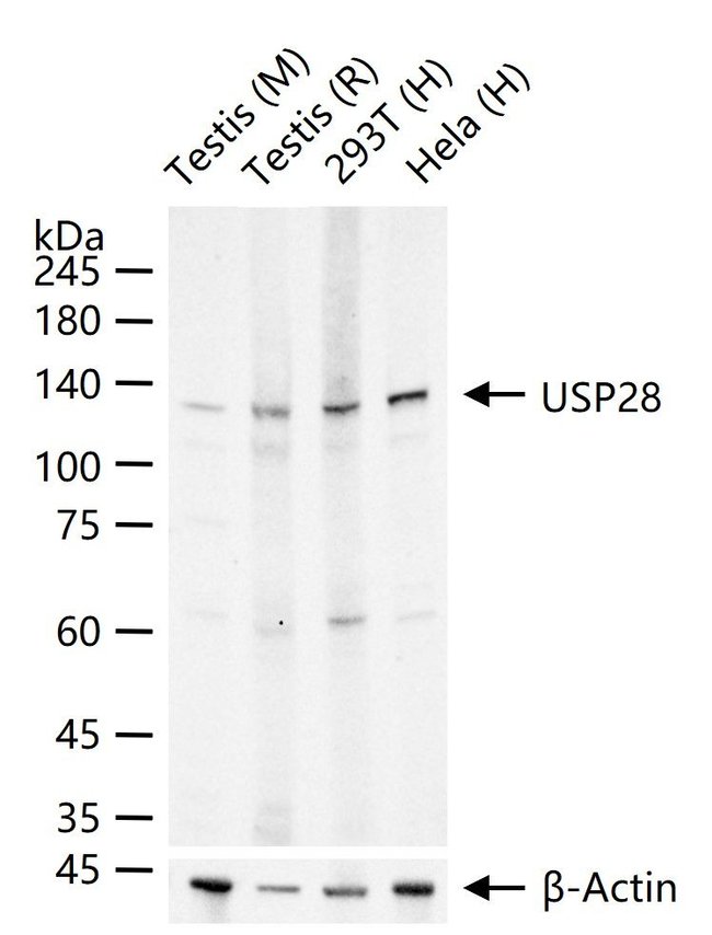 USP28 Antibody in Western Blot (WB)