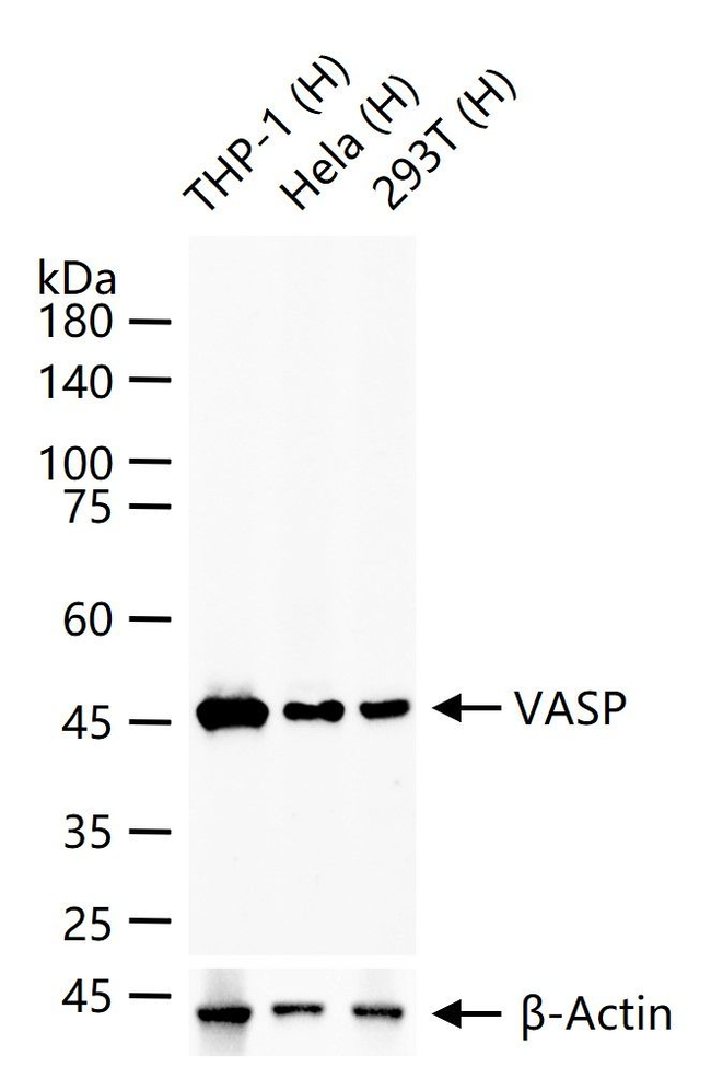 VASP Antibody in Western Blot (WB)
