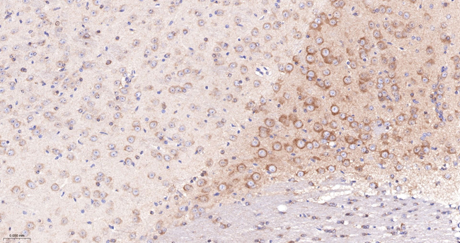 GARS Antibody in Immunohistochemistry (Paraffin) (IHC (P))