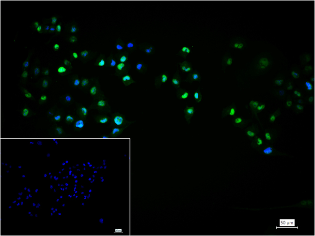 SOX9 Antibody in Immunocytochemistry (ICC/IF)