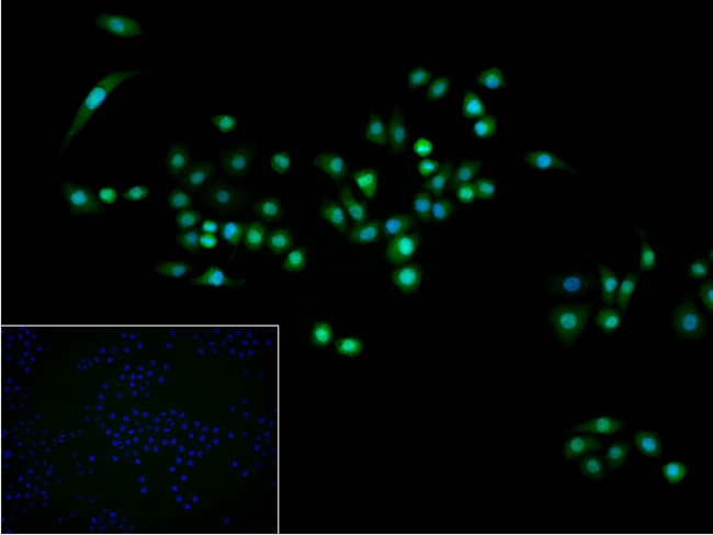 p16INK4a Antibody in Immunocytochemistry (ICC/IF)