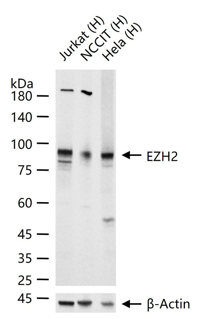 EZH2 Antibody in Western Blot (WB)