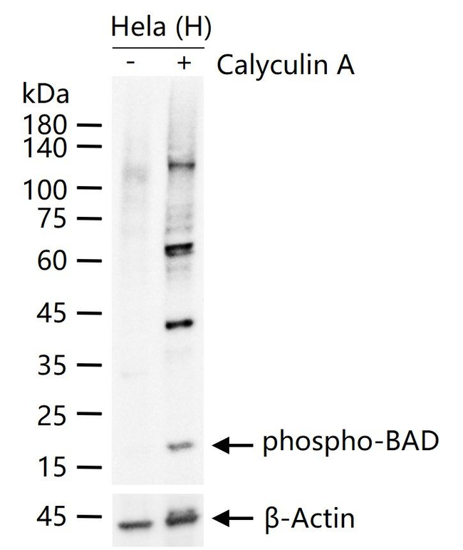 Phospho-BAD (Ser75) Antibody in Western Blot (WB)
