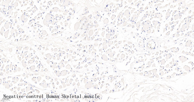 Podocin Antibody in Immunohistochemistry (Paraffin) (IHC (P))