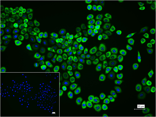 GSK3B Antibody in Immunocytochemistry (ICC/IF)
