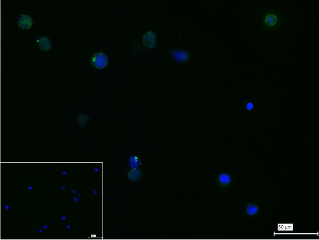 CD2 Antibody in Immunocytochemistry (ICC/IF)
