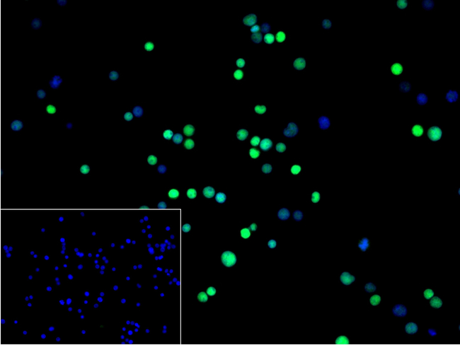 RUNX1/RUNX2/RUNX3 Antibody in Immunocytochemistry (ICC/IF)