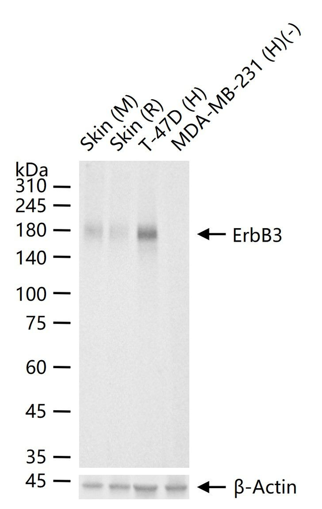 ErbB3 Antibody in Western Blot (WB)