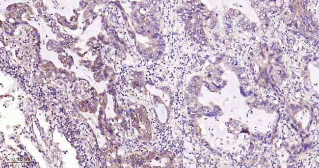AMPK alpha-1 Antibody in Immunohistochemistry (Paraffin) (IHC (P))