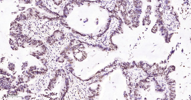 Histone H2A Antibody in Immunohistochemistry (Paraffin) (IHC (P))