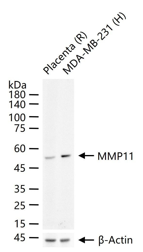 MMP11 Antibody in Western Blot (WB)