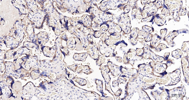 Phospho-PKC zeta (Thr560) Antibody in Immunohistochemistry (Paraffin) (IHC (P))