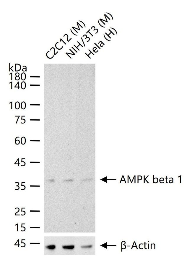 AMPK beta-1 Antibody in Western Blot (WB)