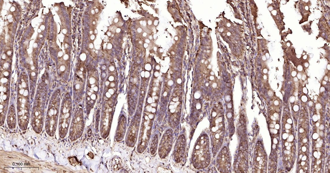 14-3-3 Pan Antibody in Immunohistochemistry (Paraffin) (IHC (P))