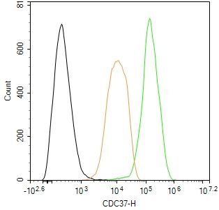 CDC37 Antibody in Flow Cytometry (Flow)