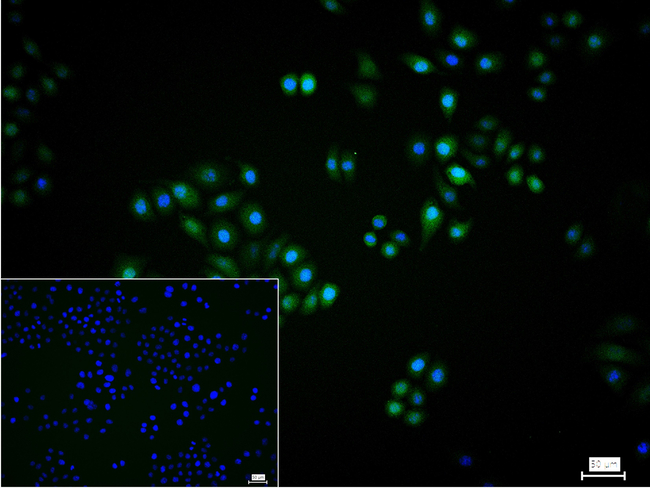 4EBP1 Antibody in Immunocytochemistry (ICC/IF)