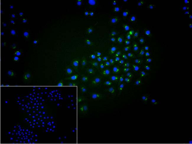 Complement C3 Antibody in Immunocytochemistry (ICC/IF)