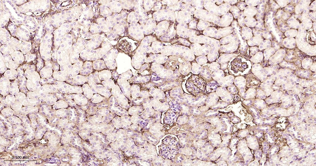 Albumin Antibody in Immunohistochemistry (Paraffin) (IHC (P))