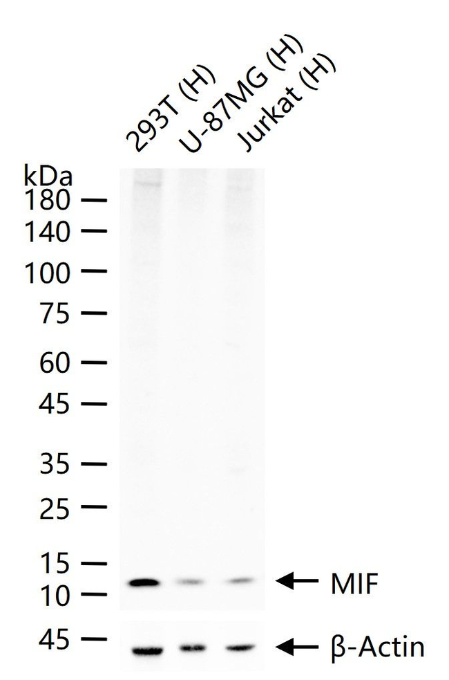 MIF Antibody in Western Blot (WB)