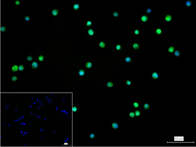 BCL11A Antibody in Immunocytochemistry (ICC/IF)
