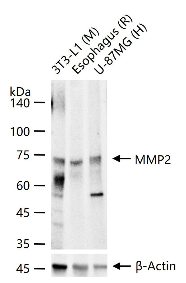 MMP2 Antibody in Western Blot (WB)