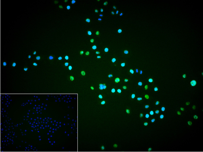 OCT1 Antibody in Immunocytochemistry (ICC/IF)