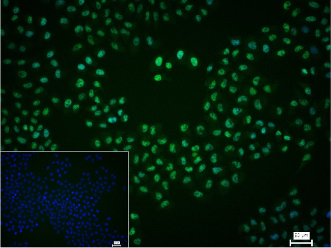 HSF1 Antibody in Immunocytochemistry (ICC/IF)