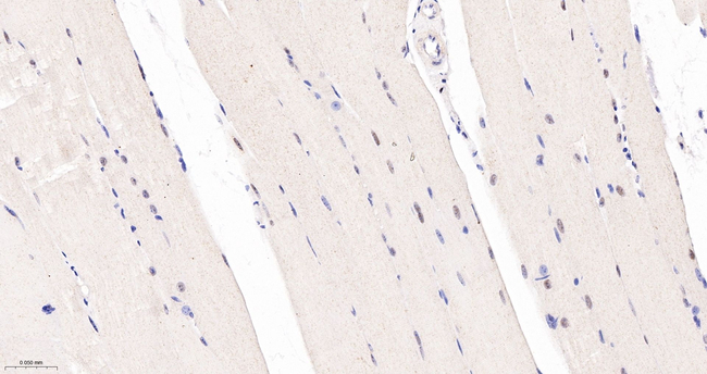 TEF1 Antibody in Immunohistochemistry (Paraffin) (IHC (P))