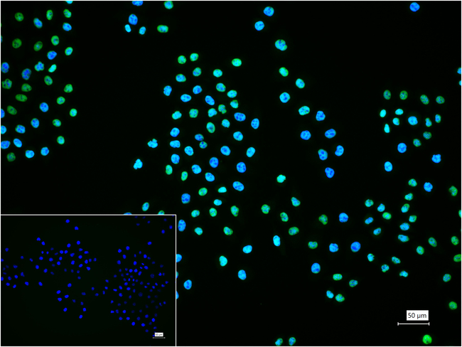 MCM2 Antibody in Immunocytochemistry (ICC/IF)