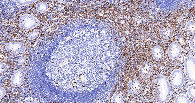 Myeloperoxidase Antibody in Immunohistochemistry (Paraffin) (IHC (P))