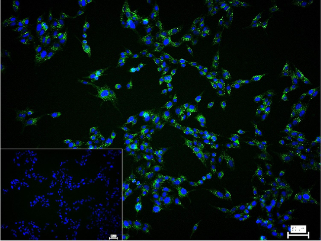 Thyroglobulin Antibody in Immunocytochemistry (ICC/IF)