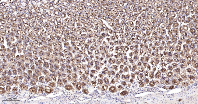 Caspase 7 Antibody in Immunohistochemistry (Paraffin) (IHC (P))