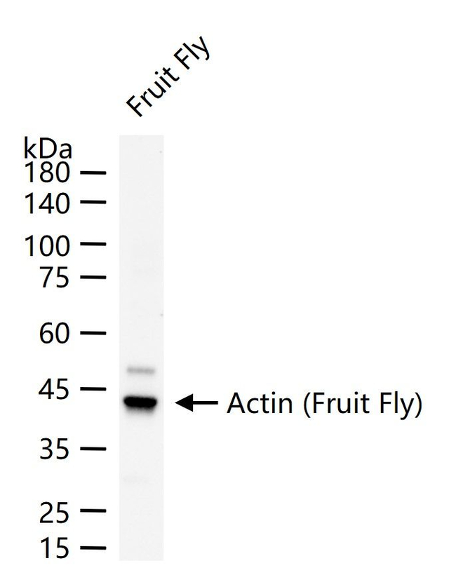 Actin Antibody in Western Blot (WB)