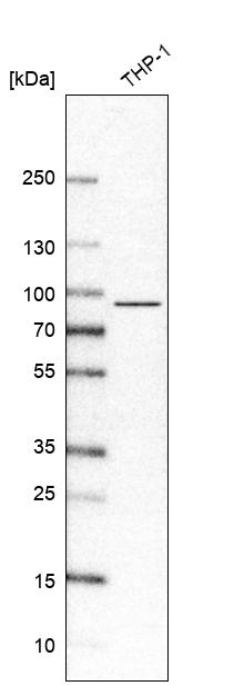 IL17RA Antibody in Western Blot (WB)