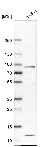 IL17RA Antibody in Western Blot (WB)