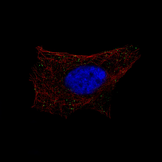 B3GAT1 Antibody in Immunocytochemistry (ICC/IF)