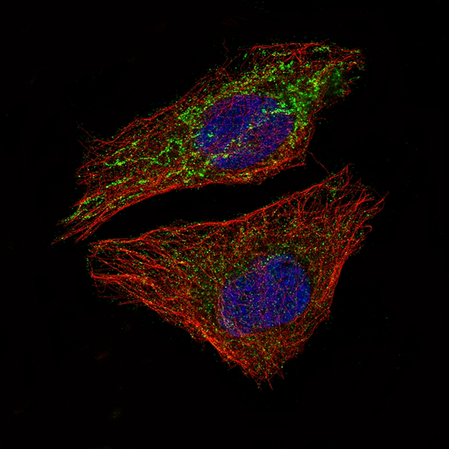MCL-1 Antibody in Immunocytochemistry (ICC/IF)