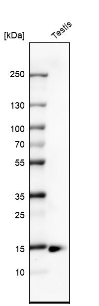 CTAG1B Antibody in Western Blot (WB)