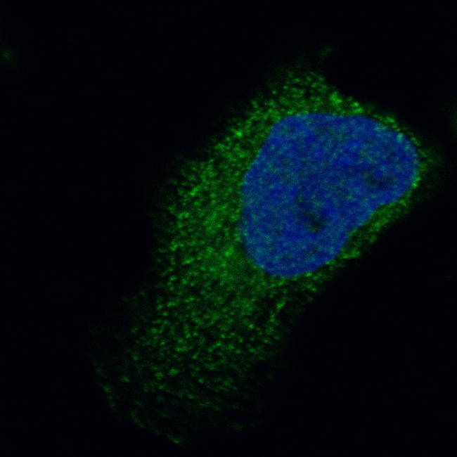 Cardiac Troponin T Antibody in Immunocytochemistry (ICC/IF)
