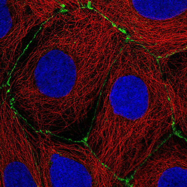 Occludin Antibody in Immunocytochemistry (ICC/IF)