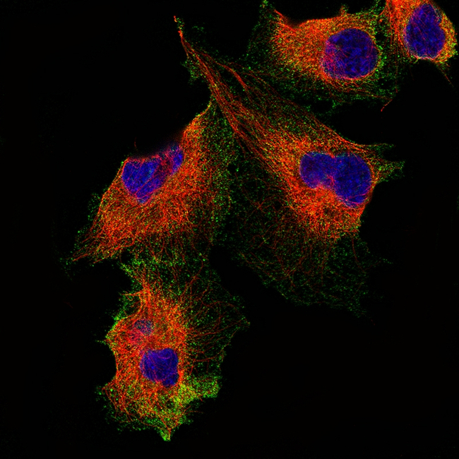 PODXL Antibody in Immunocytochemistry (ICC/IF)